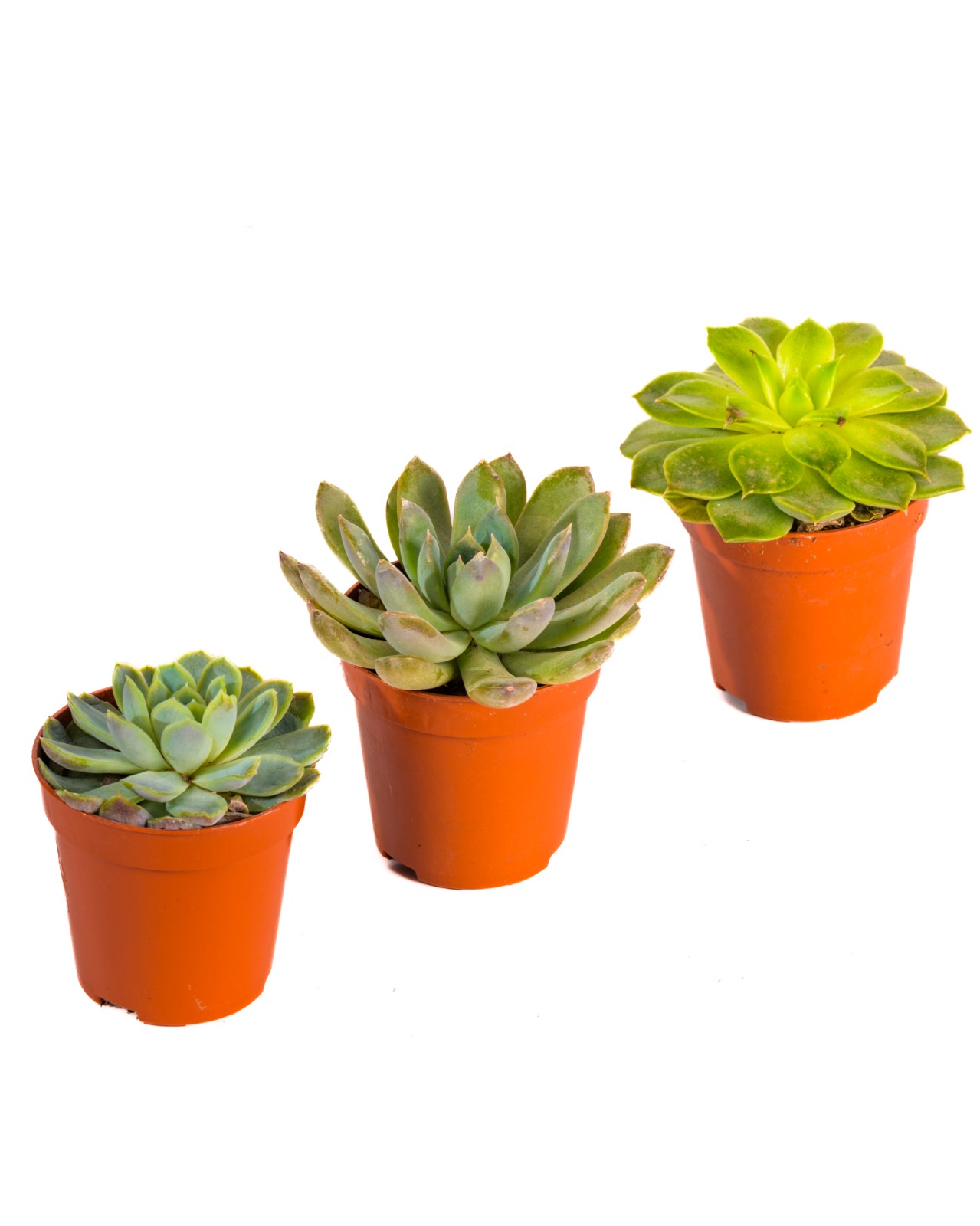 Buy Echeveria Perle Numberg Ht 8Cm online on Qetaat.com